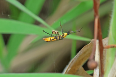 Chauliognathus lugubris