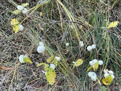 Symphoricarpos albus