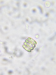 Scenedesmus