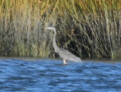 Ardea herodias