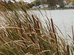 Typha × glauca