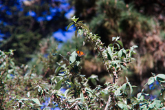 Danaus plexippus plexippus