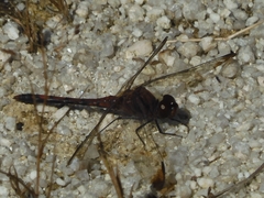 Sympetrum infuscatum