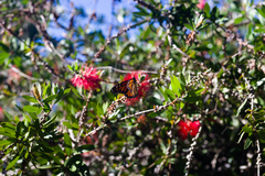 Danaus plexippus plexippus