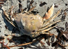 Ovalipes australiensis