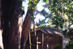 Danaus plexippus plexippus