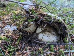 Tricholoma matsutake