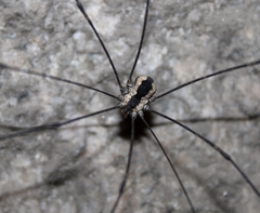 Leuronychus pacificus