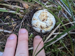 Tricholoma matsutake