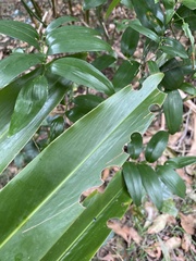 Alpinia caerulea