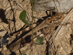 Oedaleus infernalis