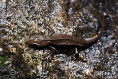 Paramesotriton hongkongensis