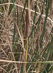 Typha × glauca