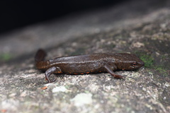 Paramesotriton hongkongensis