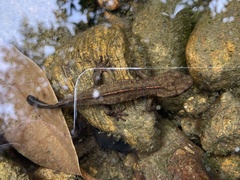 Paramesotriton hongkongensis
