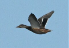 Anas platyrhynchos