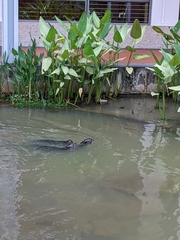 Lutrogale perspicillata