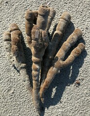 Callyspongia