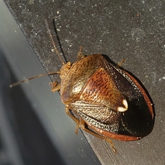 Ascra bifida