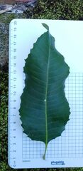Schizomeria ovata