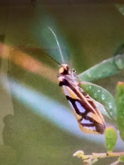 Philobota sophia