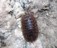 Porcellio dilatatus