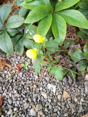 Calceolaria tripartita