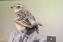 Mirafra javanica