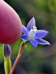 Thelymitra pauciflora