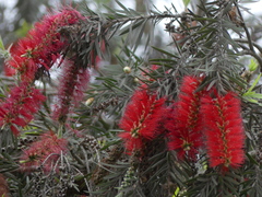 Melaleuca viminalis