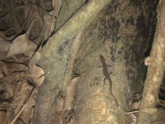 Sphaerodactylus