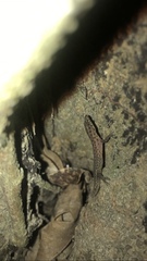 Sphaerodactylus