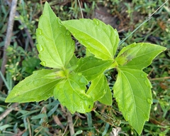 Chromolaena odorata