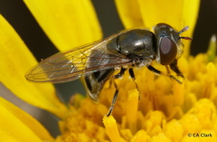 Platycheirus