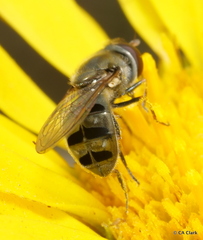 Platycheirus
