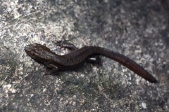 Paramesotriton hongkongensis