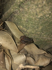 Eleutherodactylus weinlandi