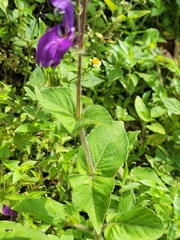 Brillantaisia owariensis