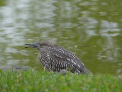 Nycticorax nycticorax