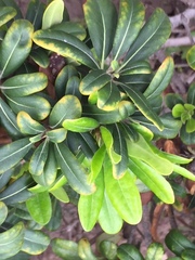 Pittosporum