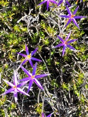 Calectasia intermedia