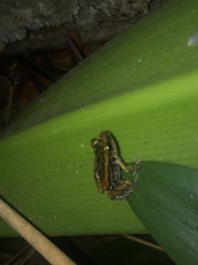 Eleutherodactylus weinlandi