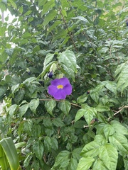 Thunbergia