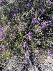 Calectasia intermedia