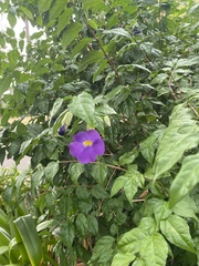 Thunbergia