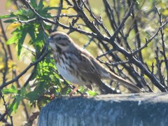 Melospiza melodia