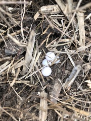 Lampropholis delicata