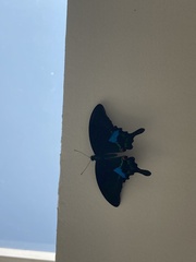 Papilio paris