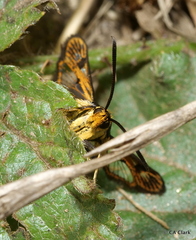 Synanthedon bibionipennis
