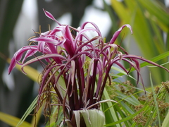 Crinum × amabile
